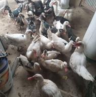 فروش اردک خارجی
