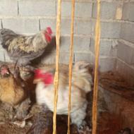 فروش خروس ومرغ