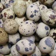 تخم نطفه دار بلدرچین تازه