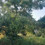 کار علف تراشی پذیرفته میشود