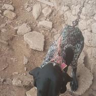 توله المانی خال مگسی واگذاری