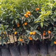 فروش نهال هلو،الو،شلیل،فندق و انواع ارقام بادام