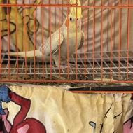 طوطی مرغ عشق نر خش رنگ