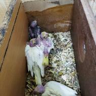 جوجه عروس هلندی سرلاکی لوتینو و مرواریدی و جوجه دونخور