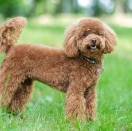 استخدام نیرو خدمات (اقاوخانم)