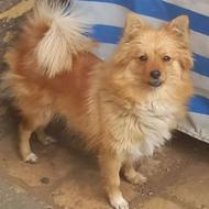 واگذاری سگ پامر