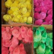 جوجه رنگی اردک محلی گوشتی