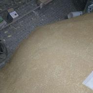 گندم دیم درجه یک