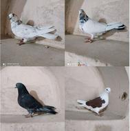 4عدد کبوتر تهرونی پرشی سنگین