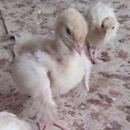 جوجه بوقلمون بیوتی درجه یک