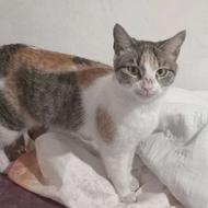 واگذاری گربه ماده پلنگی کاملا دستی ومهربان وناز