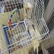 دوعدد عروس هلندی نرودماده