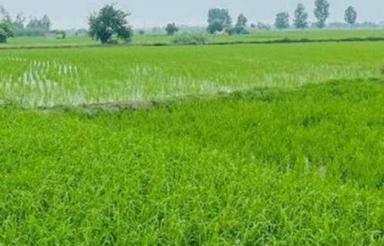 زمین کشاورزی