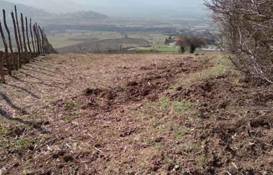 2200متر زمین دودانگه