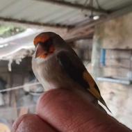 فروش ومعاوضه سهره