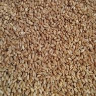 گندممعمولی‌مخصوص‌دام‌وکبوتر