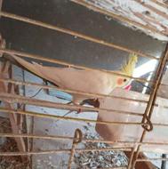 فروش یک جفت طوطی عروس هلندی