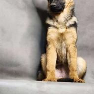 ژرمن نر کامل آموزش دیده واگذاری