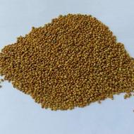 بذر همدانی پایه بلند اصل