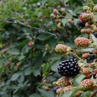 فروش نهال هلو،الو،شلیل،فندق و انواع ارقام بادام