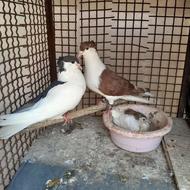 کبوتر ساده چپ