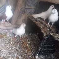 کبوتر سرحال