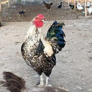 خروس دورگ پاپر