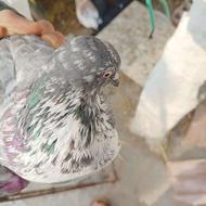 فروش یا معاوضه کبوتر فقط چت شیپور