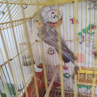 فروش طوطی عروس