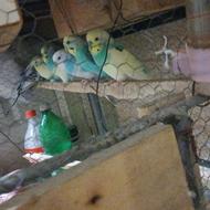 3 جفت مرغ عشق