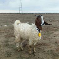 یک بزززغاله سونوگرافی شده 3 مآه آبست