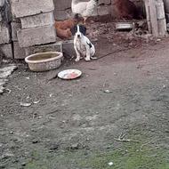 واگذاری توله نر شکاری اصیل،پویینتر