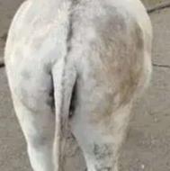 فروش چند راس الاغ نر و ماده سالم و قوی گله ای