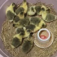 فروش جوجه غاز واردک اسراییلی