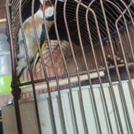 سهره یک عدد