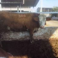 کارگر ماهر گاوداری میخوام