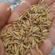 تیم(بذر) شیرودی پر محصول