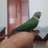 طوطی سالم وسرحال وسخنگو باقفس