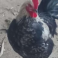 خروس محلی جوان