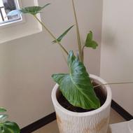 گل و گیاه و گلدا ن های زیبا