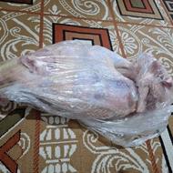 فروش بوقلمون