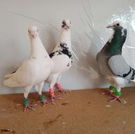 3 عدد نر هوایی