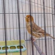 قناری نر بخون