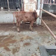 گوساله سیمینتال مادهشیری