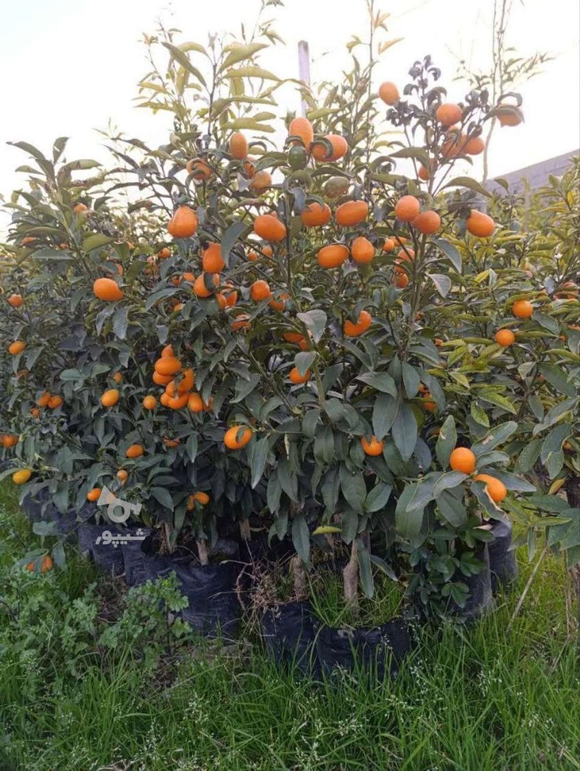 فروش انواع نهال صنوبر