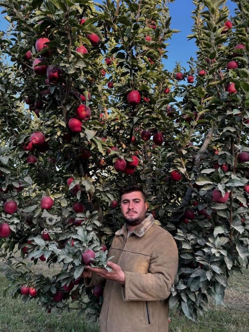 فروش انواع نهال صنوبر