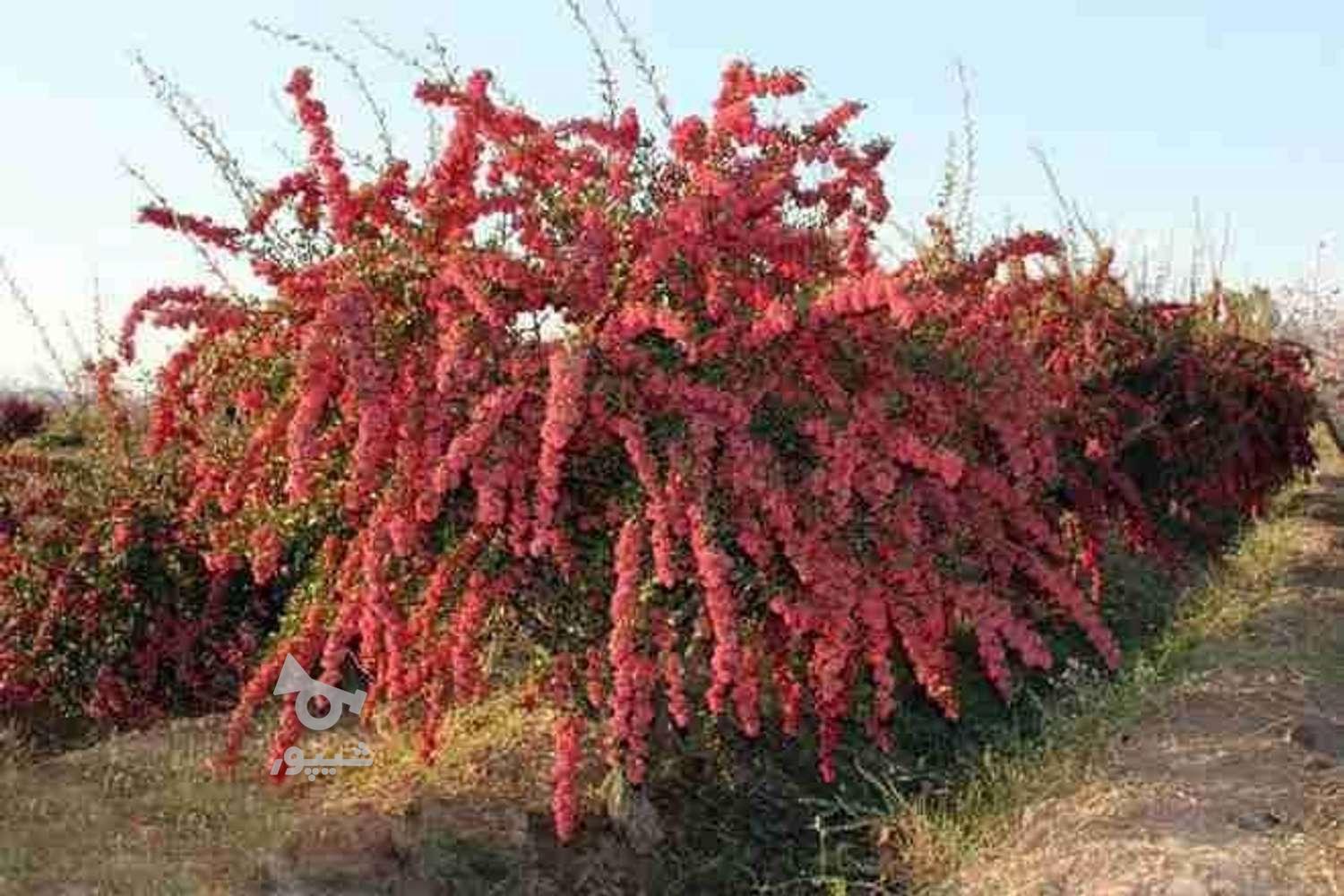 فروش انواع نهال صنوبر