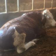 سه راس گاو نر سیمینتال