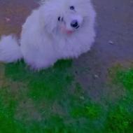 واگذاری پاکوتا شیتزو پشمالو