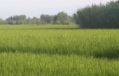 3000 متر زمین کشاورزی واقع در روستای اسکی محله
